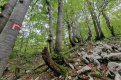 viber_slika_2026-02-15_18-34-19-759